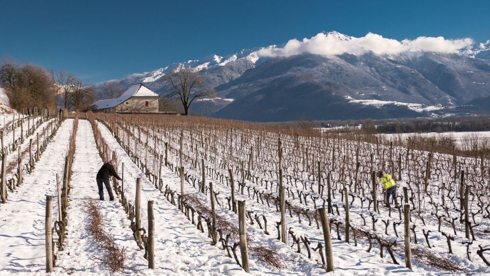 Snow-dusted vineyards of Domaine Saint Germain in Savoie, French Alps, reflecting the alpine terroir of the wine region
